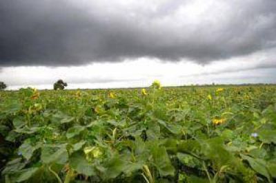 La lluvia aport� humedad para la soja pero el viento complic� al girasol