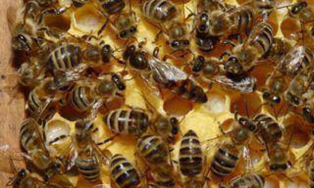 Ataque de abejas caus� temor en Las Termas 