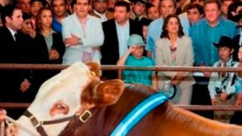 El Gobierno entreg� m�s de 200 toros de raza a productores 