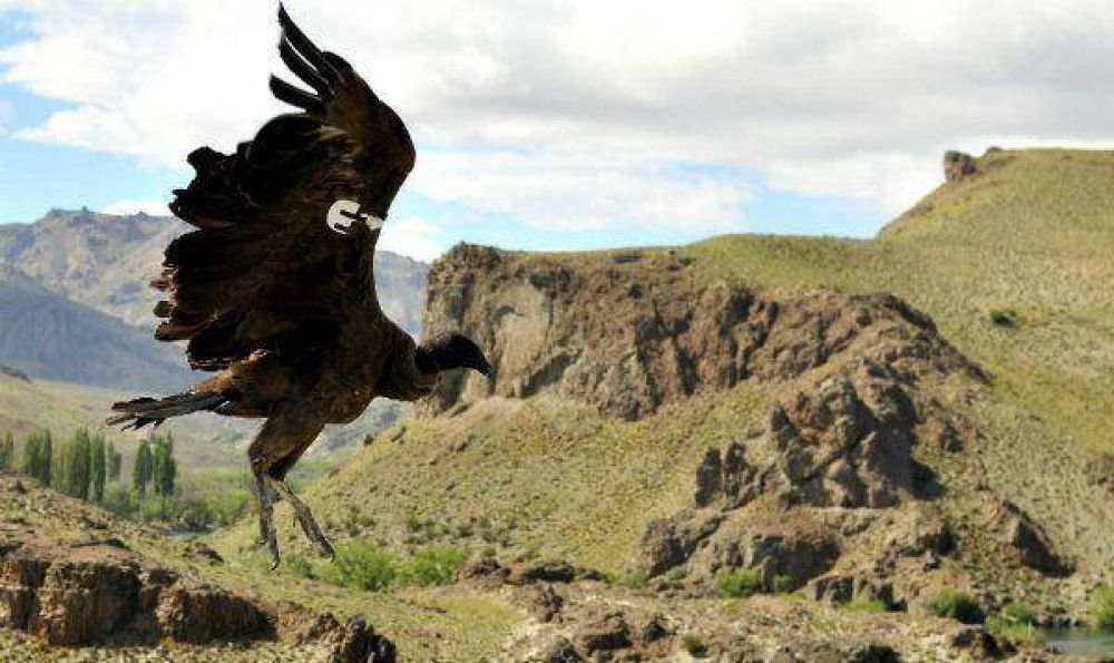 Cielito volvi� a volar 