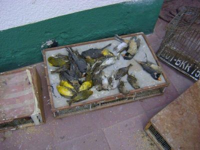 Tr�fico ilegal: decomisaron 700 aves en San Luis  