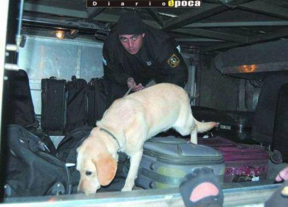 �Jubilaron� a los siete perros de la Polic�a que contrajeron leishmaniasis 