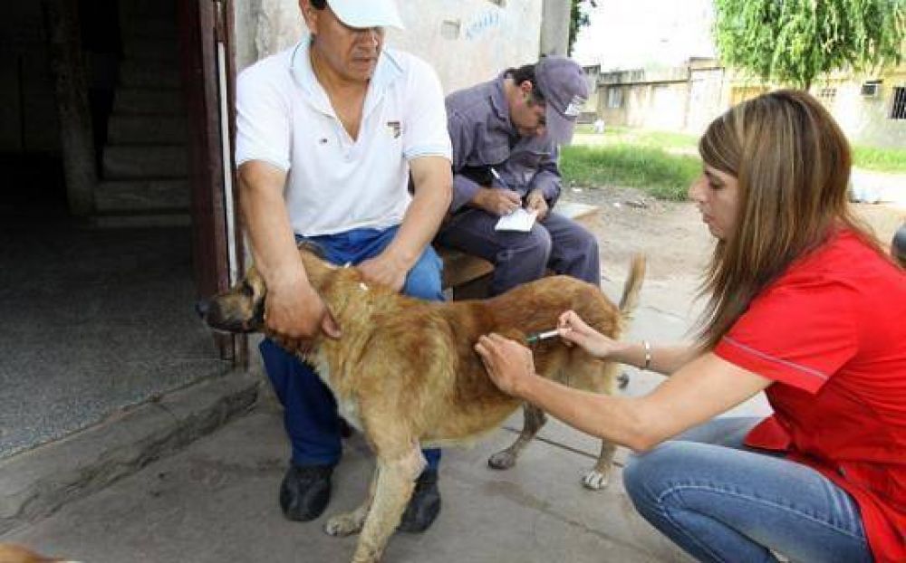 Sigue la vacunaci�n antirr�bica en el mes de diciembre