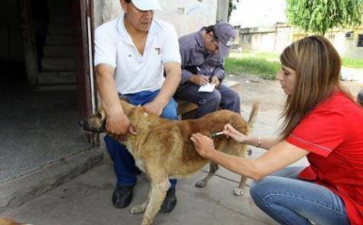Sigue la vacunaci�n antirr�bica en el mes de diciembre
