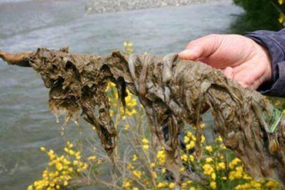 Naci�n aval� proyecto para combatir al alga didymo 