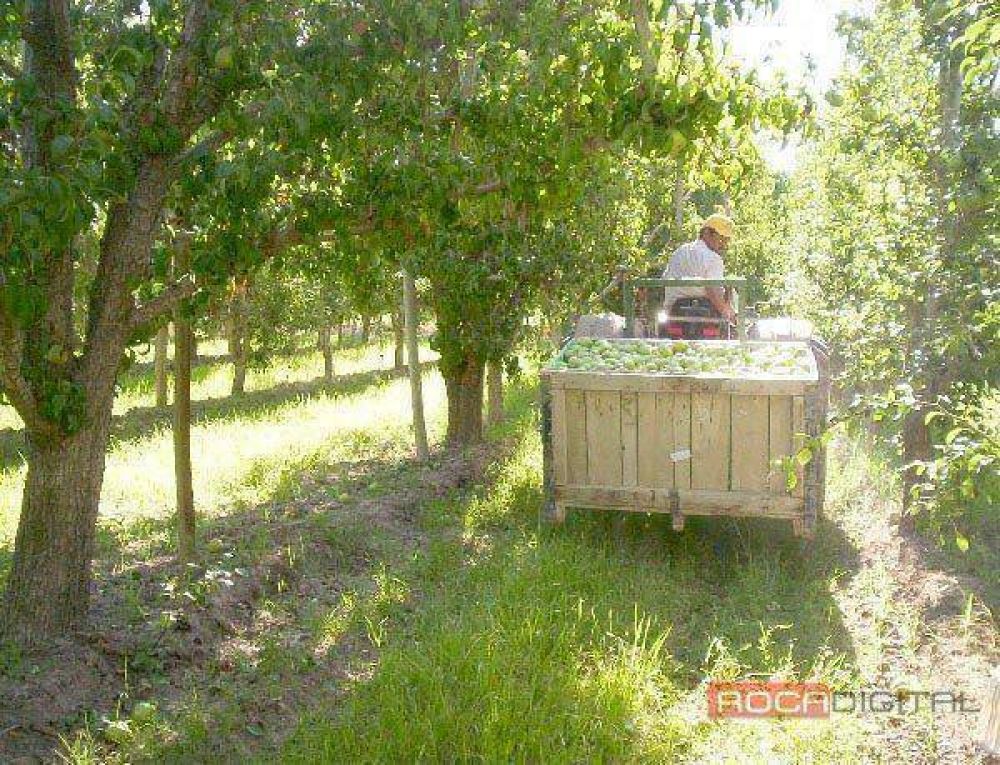 Productores van por un precio para la fruta  