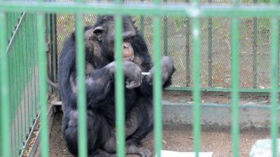 Los chimpanc�s de Argentina tendr�n domicilio en C�rdoba