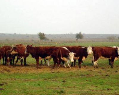 Mejoran los �ndices de producci�n ganadera