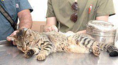Lomas vacun� desde enero m�s de 68 mil perros y gatos, un 25 % m�s