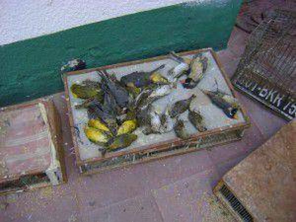 Tr�fico ilegal: decomisaron 700 aves en San Luis