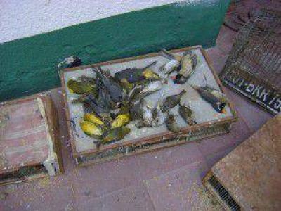 Tr�fico ilegal: decomisaron 700 aves en San Luis