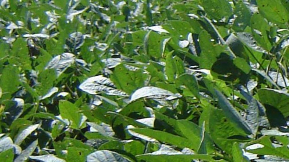 Fumigaciones: reacci�n de agr�nomos y productores por las imputaciones