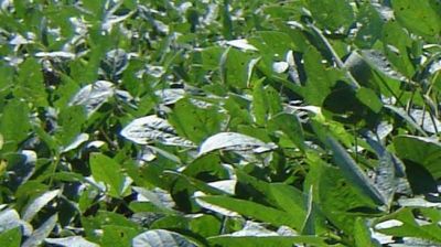 Fumigaciones: reacci�n de agr�nomos y productores por las imputaciones