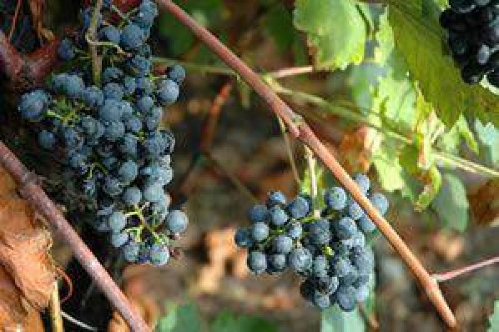  Instan a europeos invertir en la vitivinicultura Argentina