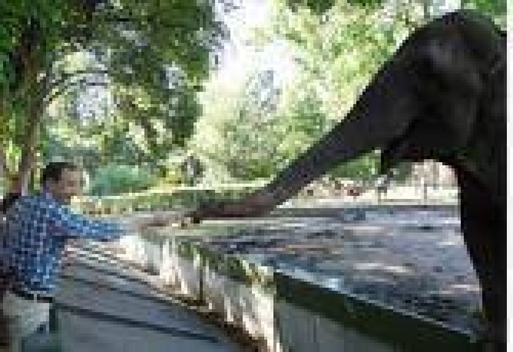 La Plata: Se festej� el cumplea�os de la elefanta "Pelusa" en el zoo local
