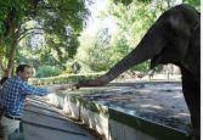 La Plata: Se festej� el cumplea�os de la elefanta "Pelusa" en el zoo local