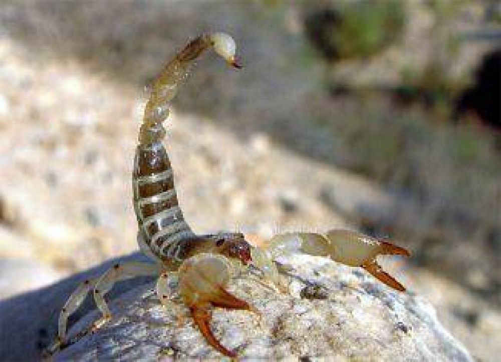 Aparecieron alacranes tambi�n en el centro de Ezpeleta