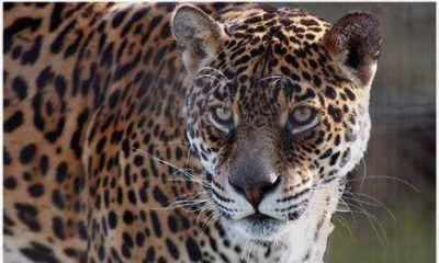 Convocan a bautizar a dos yaguaret�s de la selva misionera
