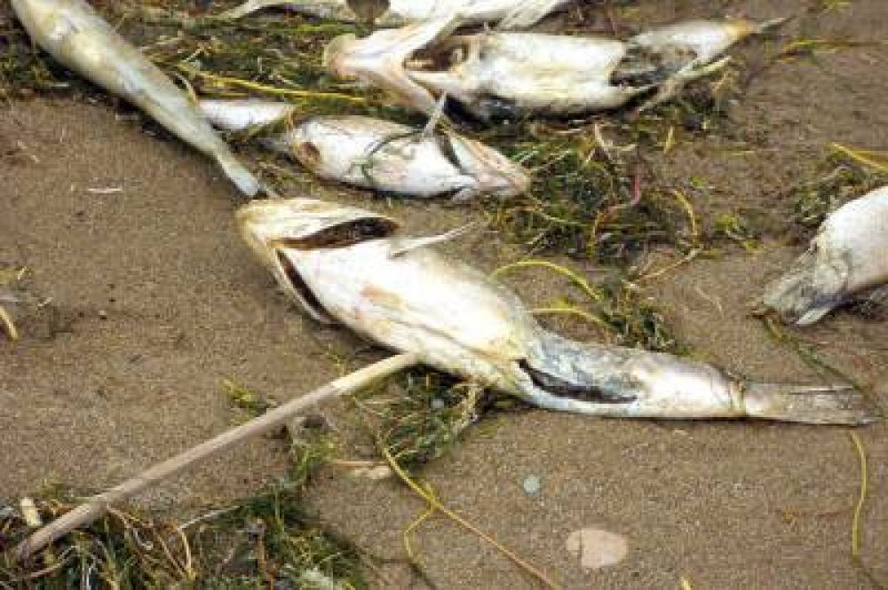 Vecino denuncia una cantidad de peces muertos en el lago Musters