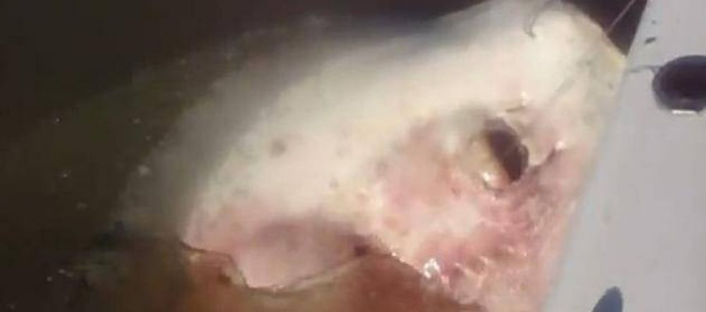 Pescan en Entre R�os una gigantesca raya de 150 kilos