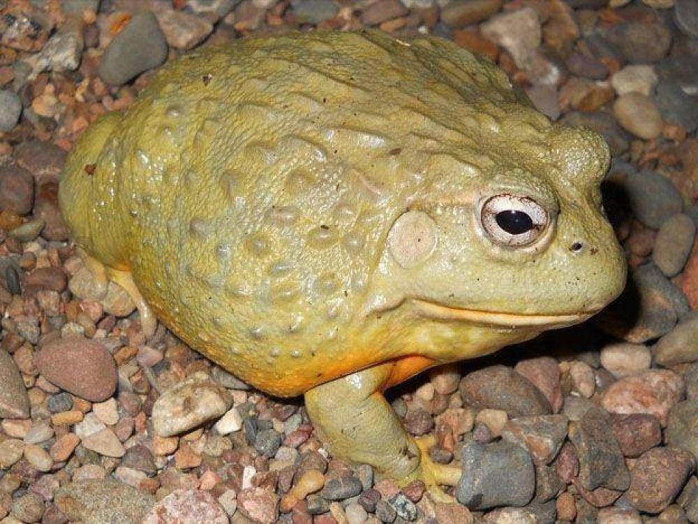 Ante el inminente asedio de la plaga de ranas toro, aclaran que la bacteria que transmiten se contrae por ingesta 