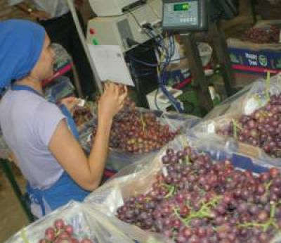 Uvas a Brasil: Gioja viaja con muchas expectativas