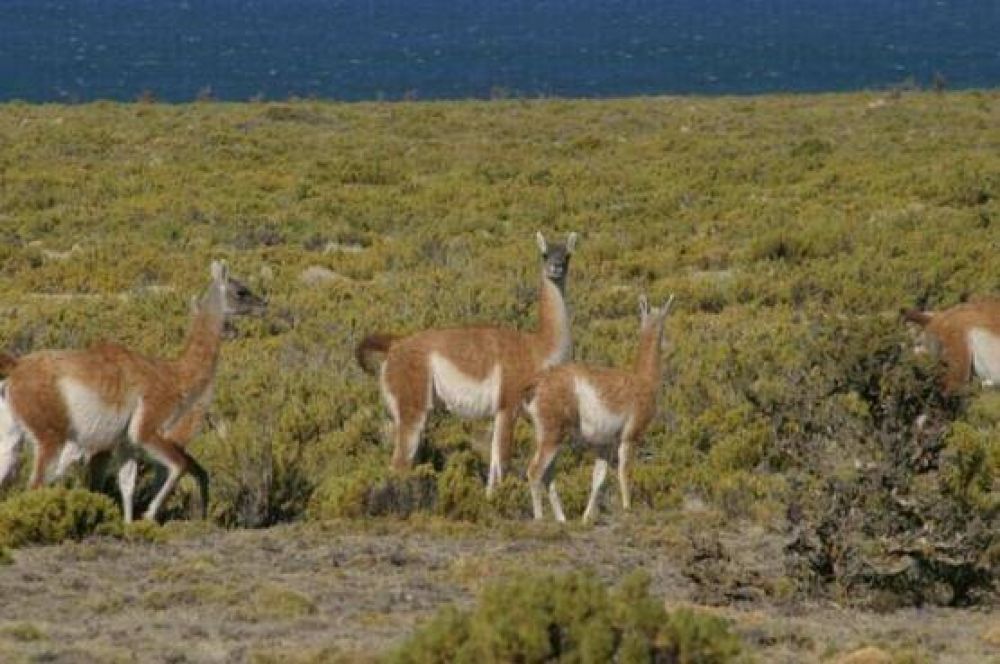Productores aducen ca�da en la producci�n por presencia de guanacos en sus campos