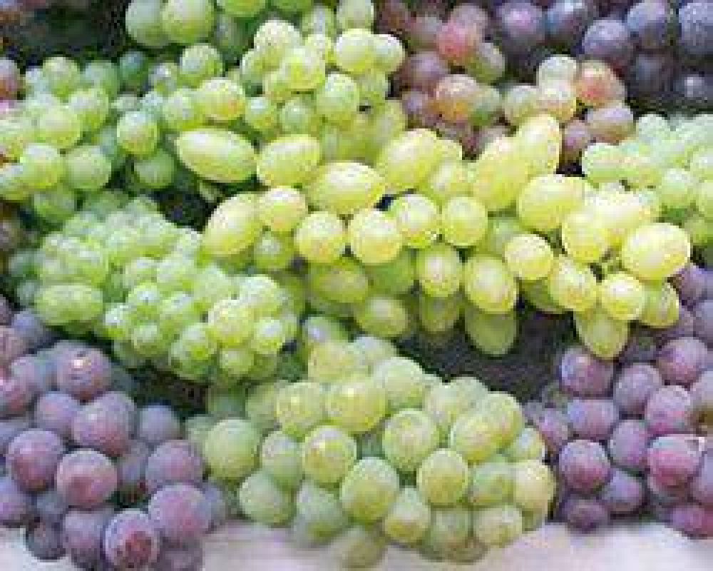 Estiman que menos productores exportar�n uvas de mesa a Brasil
