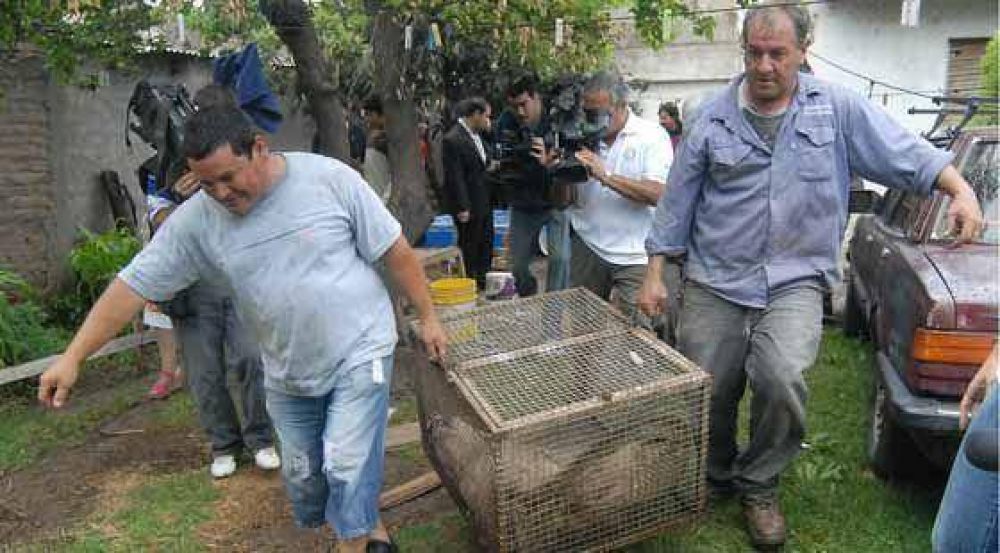Un puma revolucion� a Stella Maris