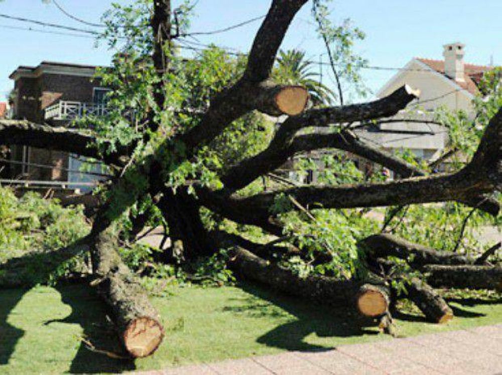 La tormenta dej� un saldo de 80 �rboles ca�dos