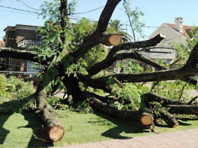La tormenta dej� un saldo de 80 �rboles ca�dos