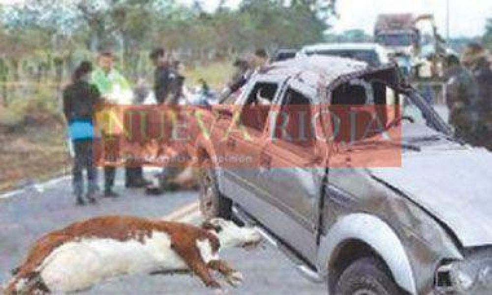 Otro accidente por una vaca