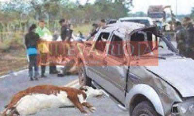 Otro accidente por una vaca