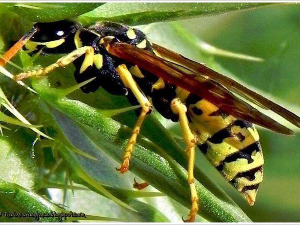 Cient�ficos buscan prevenir o combatir el ingreso de especies que afecten la biodiversidad provincial