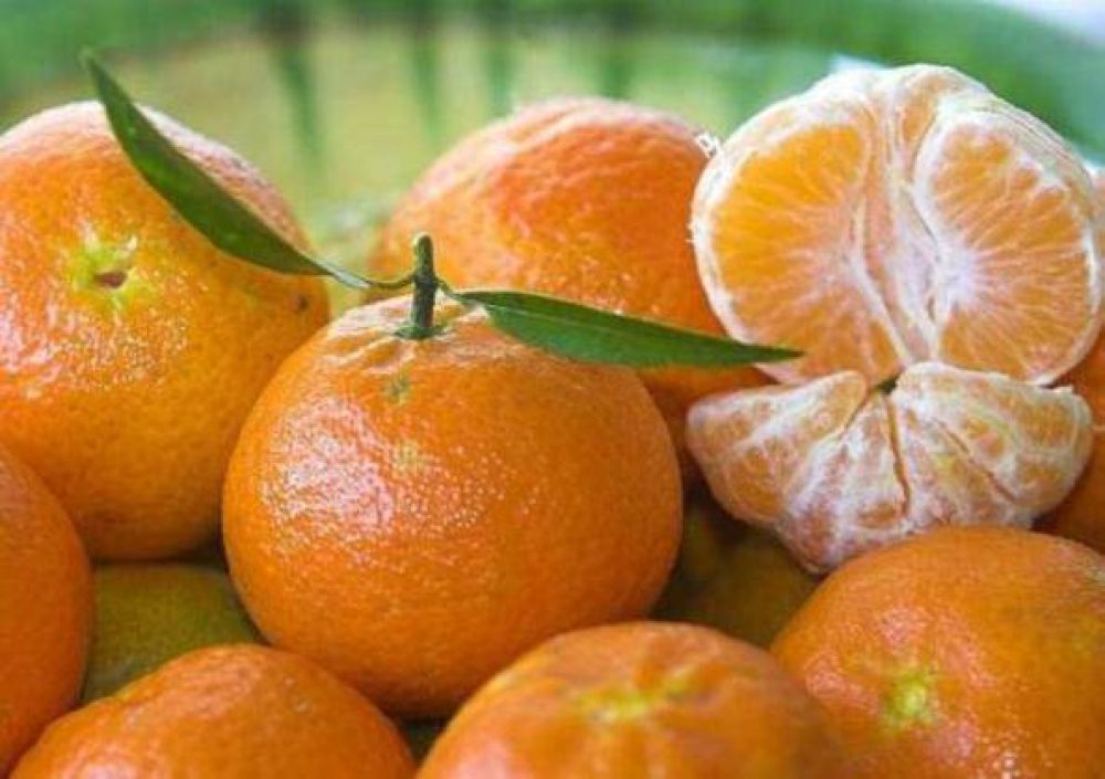 Se volver� a exportar mandarinas misioneras y entrerrianas a Brasil