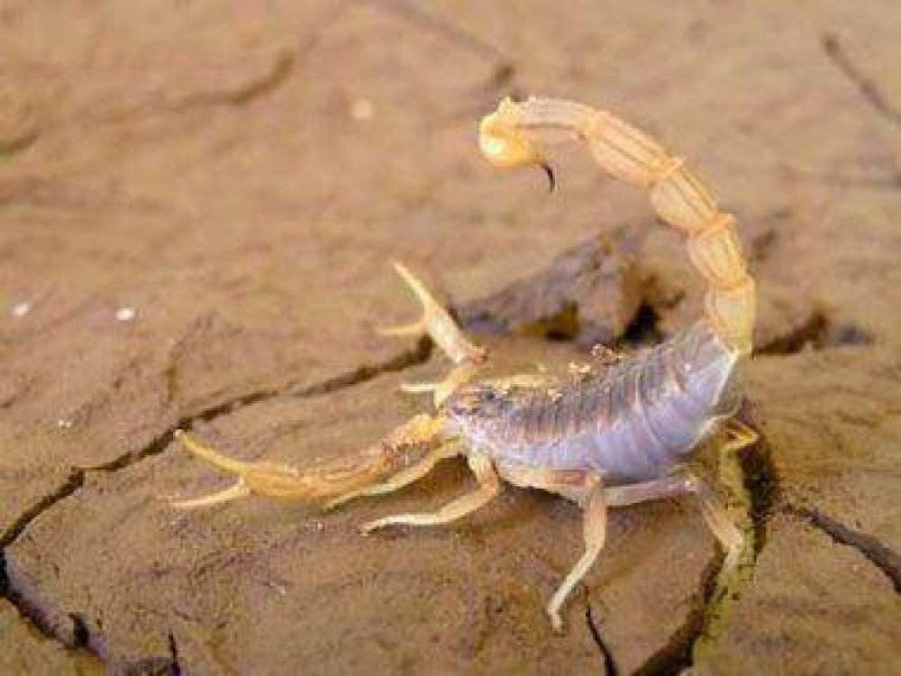 Medidas de prevenci�n ante la presencia de alacranes