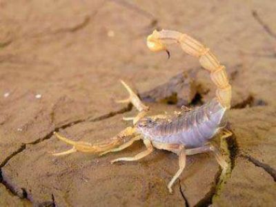 Medidas de prevenci�n ante la presencia de alacranes