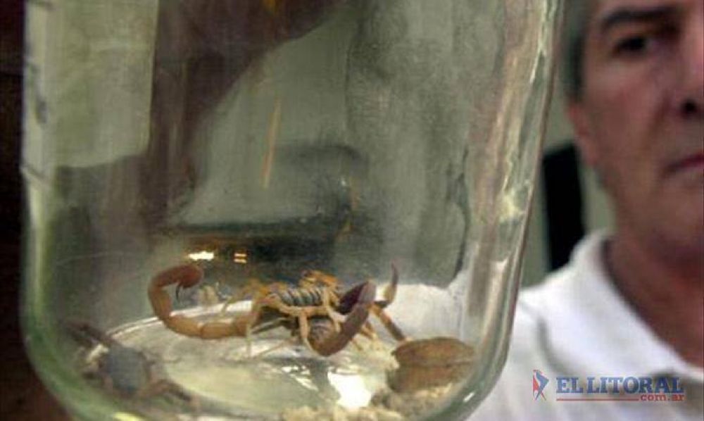 Abastecieron hospitales y salas con ant�dotos para alacranes