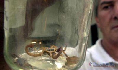 Abastecieron hospitales y salas con ant�dotos para alacranes