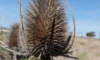 Se reunieron especialistas en Mendoza para controlar Especies Ex�ticas 