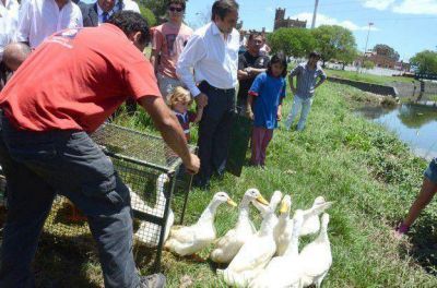 C�rdoba: El d�a que los patos volvieron para ocupar su isla