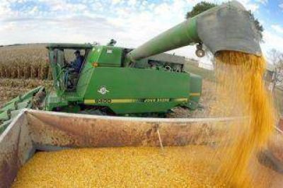 Prev�n una producci�n de ma�z de 27 millones de toneladas 
