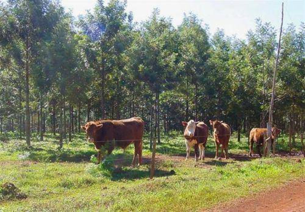 Presentar�n el informe anual del Plan Ganadero Provincial 