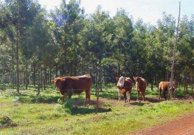 Presentar�n el informe anual del Plan Ganadero Provincial 