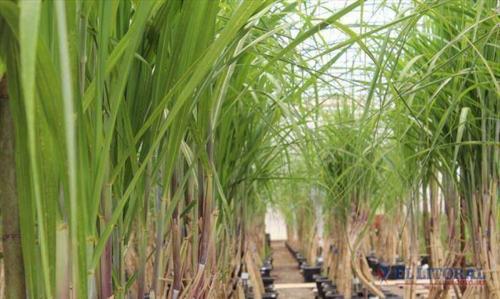 Buscan aprovechar el potencial para la producci�n de etanol