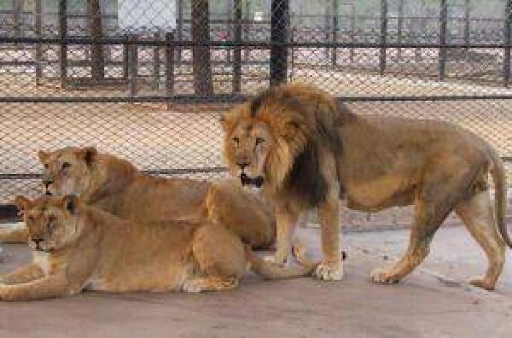 El zool�gico tiene tres nuevos leones  