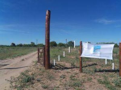 Ejecutan estudio de calidad de sitio en forestaciones de algarrobo