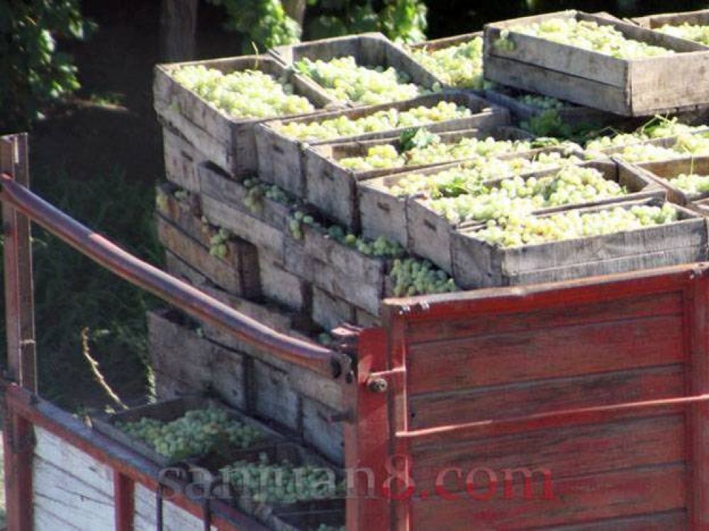 Gioja confirm� que ingresar�n las uvas en fresco bromuradas a Brasil 