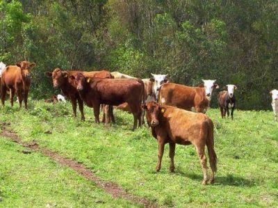 Closs afirmó que Misiones duplicó el número de cabezas de ganado en la última década