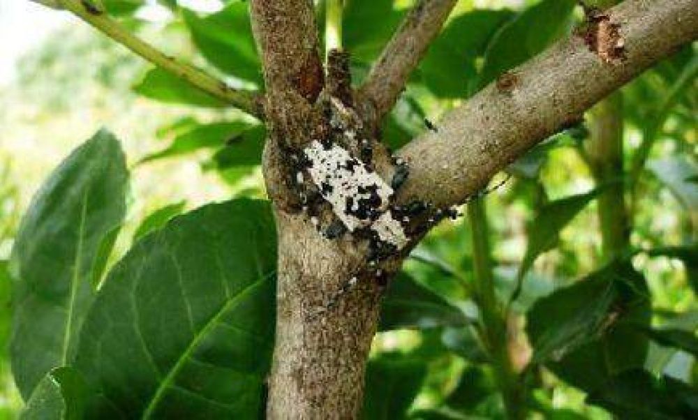 Intensifican acciones para combatir a una plaga de la yerba mate